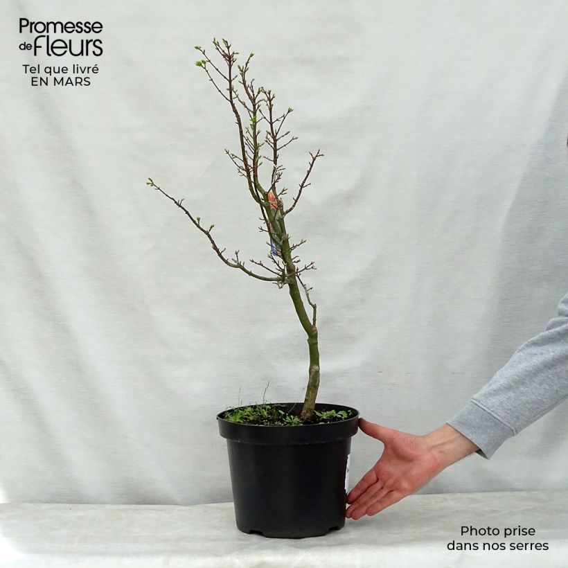 Spécimen de Érable du Japon - Acer palmatum Shishigashira tel que livré au printemps