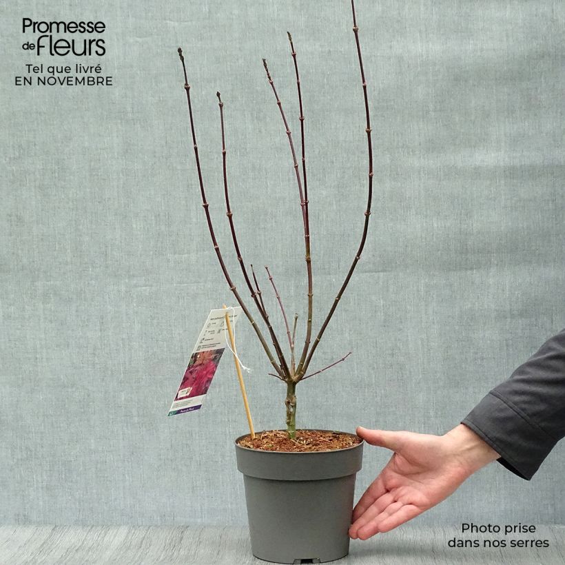 Spécimen de Erable du Japon - Acer palmatum Skeeter's Broom Pot de 3L/4L tel que livré en automne