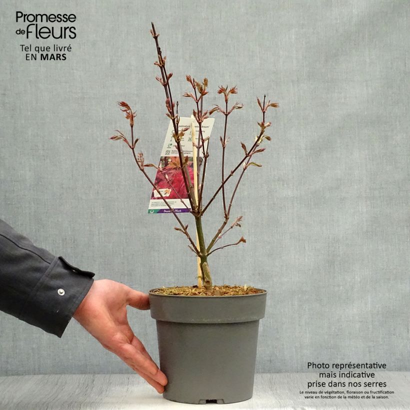 Spécimen de Erable du Japon - Acer palmatum Skeeter's Broom tel que livré au printemps