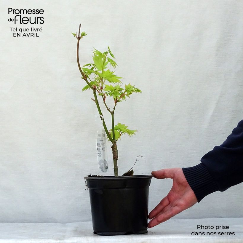 Spécimen de Erable du Japon - Acer palmatum Summer Gold Pot de 3L tel que livré au printemps