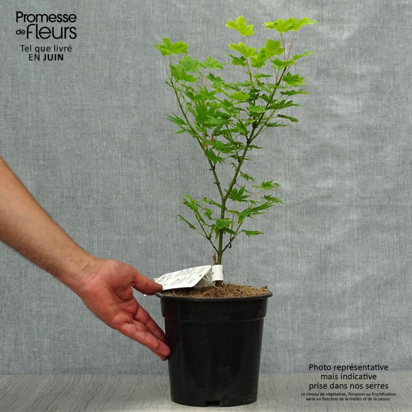 Spécimen de Erable du Japon - Acer palmatum Summer Gold Pot de 3L/4L tel que livré en été