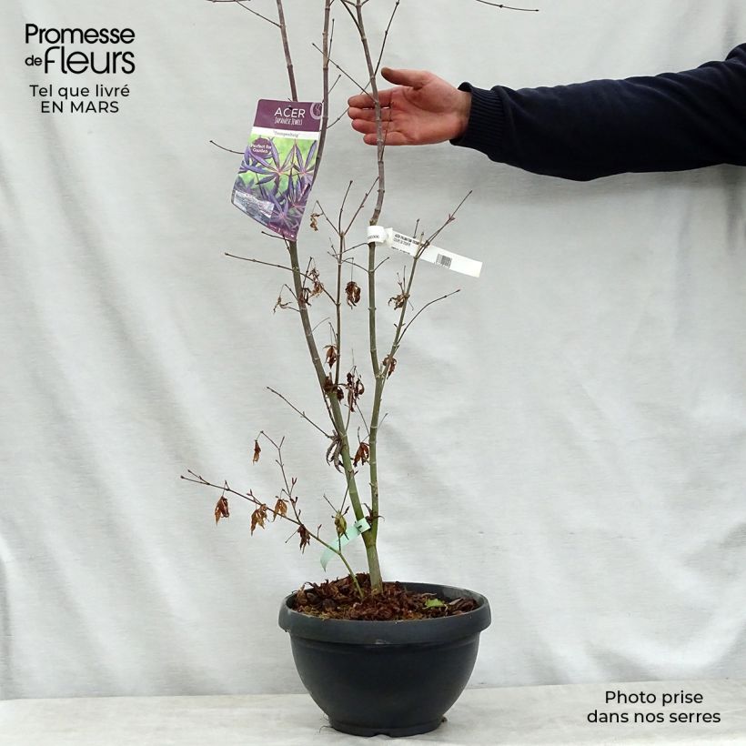 Spécimen de Érable du Japon - Acer palmatum Trompenburg tel que livré au printemps