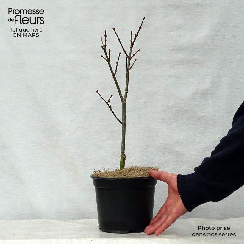 Spécimen de Érable du Japon - Acer palmatum Trompenburg tel que livré en printemps