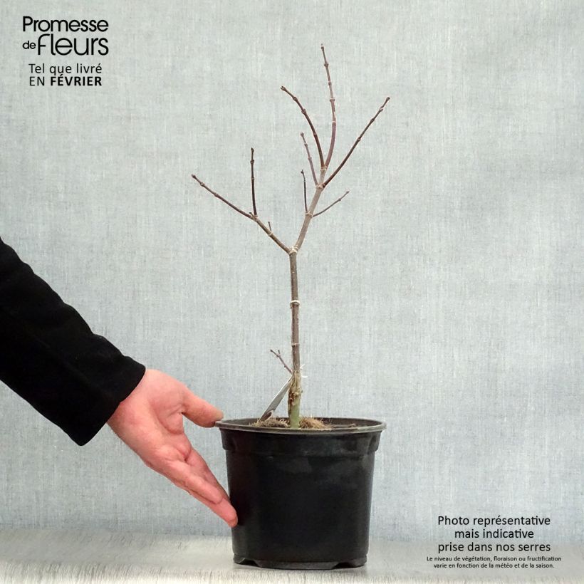 Spécimen de Érable du Japon - Acer palmatum Trompenburg tel que livré en hiver