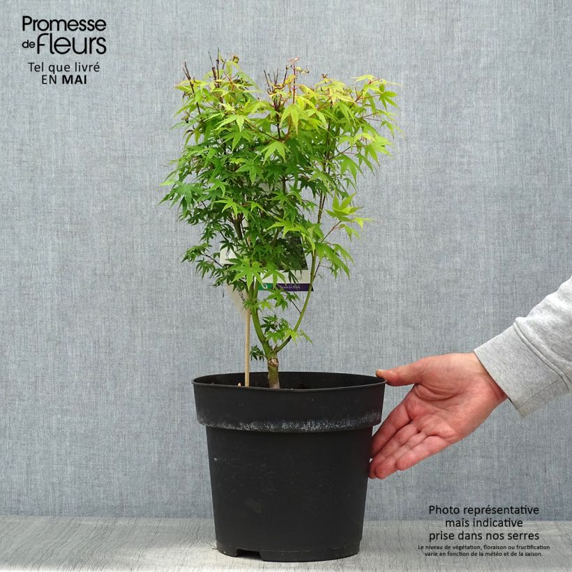 Spécimen de Erable du Japon - Acer palmatum Tsukasa Silhouette Pot de 6L tel que livré au printemps