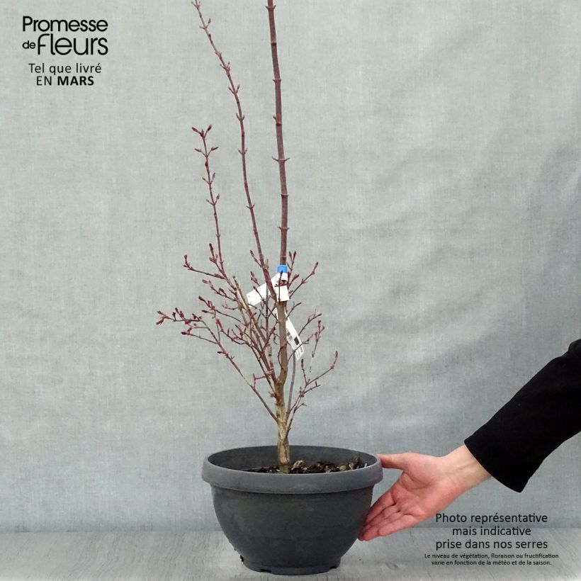 Spécimen de Érable du Japon - Acer palmatum Twomblys Red Sentinel Coupe de 7,5L/10L tel que livré au printemps