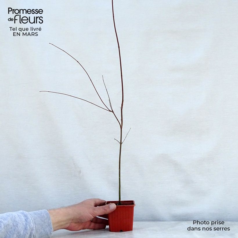 Spécimen de Érable du Japon - Acer palmatum Godet de 8/9 cmHauteur livrée env. 10/15cm tel que livré au printemps