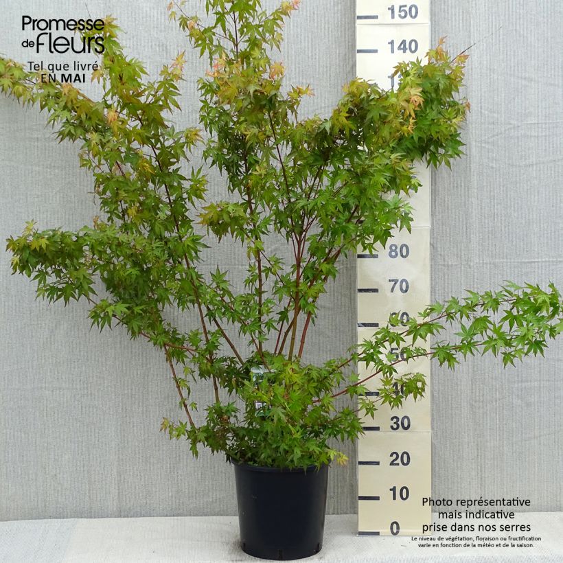 Spécimen de Érable du Japon - Acer palmatum pot 10L 100/125 tel que livré au printemps