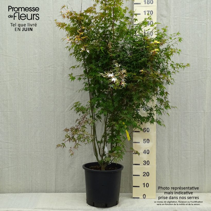 Spécimen de Érable du Japon - Acer palmatum pot 25L 125/150cm tel que livré au printemps