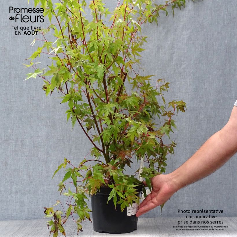 Spécimen de Érable du Japon - Acer palmatum Pot de 3L/4L tel que livré en été
