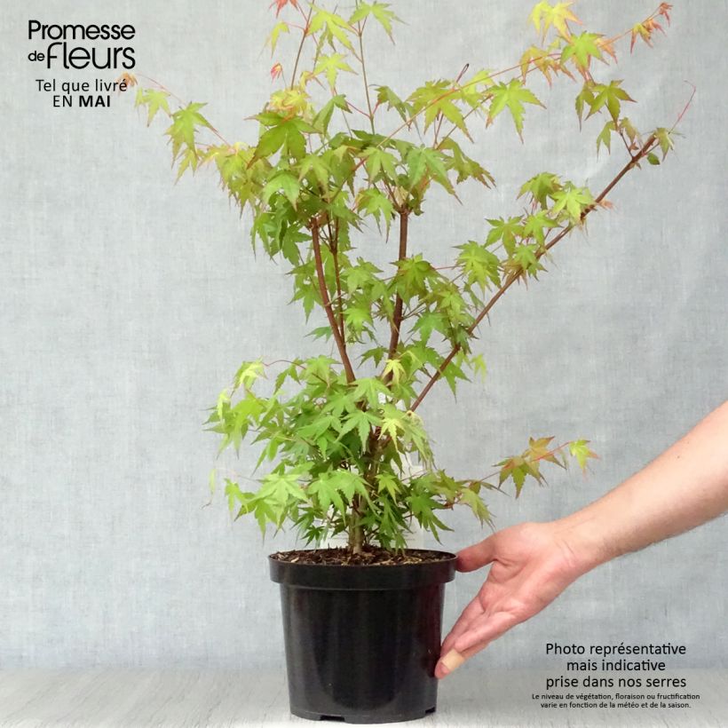 Spécimen de Érable du Japon - Acer palmatum tel que livré au printemps