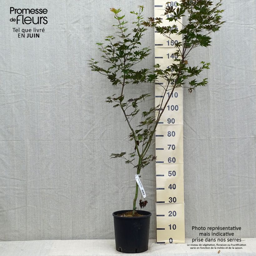 Spécimen de Erable du Japon - Acer pseudosieboldianum Ice dragon Pot de 12L/15L tel que livré en été