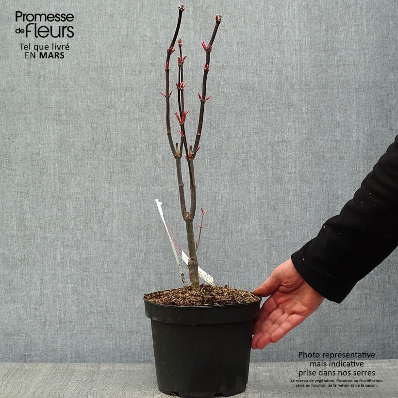 Spécimen de Erable du Japon - Acer pseudosieboldianum Ice dragon Pot de 12L/15L tel que livré au printemps