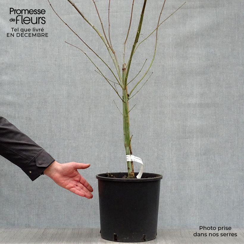 Spécimen de Erable du Japon - Acer pseudosieboldianum North Wind tel que livré en hiver