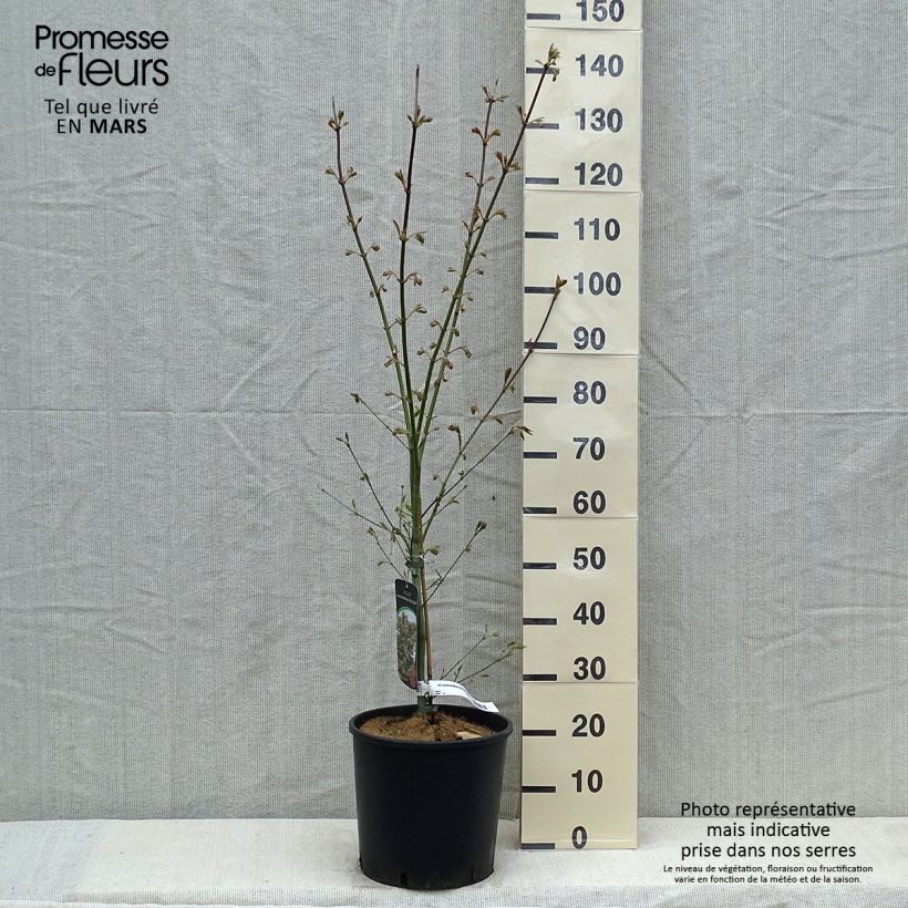 Spécimen de Erable du Japon - Acer pseudosieboldianum North Wind tel que livré au printemps