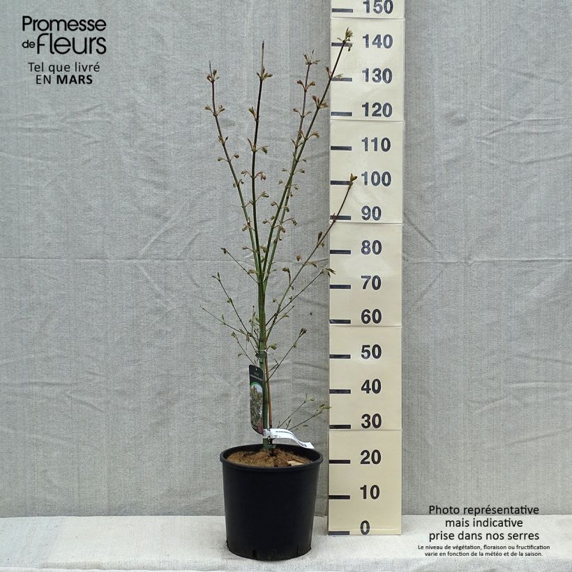Spécimen de Erable du Japon - Acer pseudosieboldianum North Wind Pot de 12L/15L tel que livré au printemps