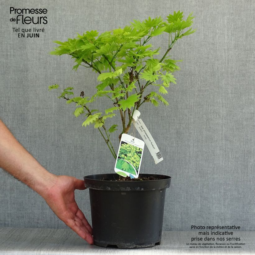 Spécimen de Érable du Japon - Acer shirasawanum Aureum Pot de 3L/4L tel que livré en été