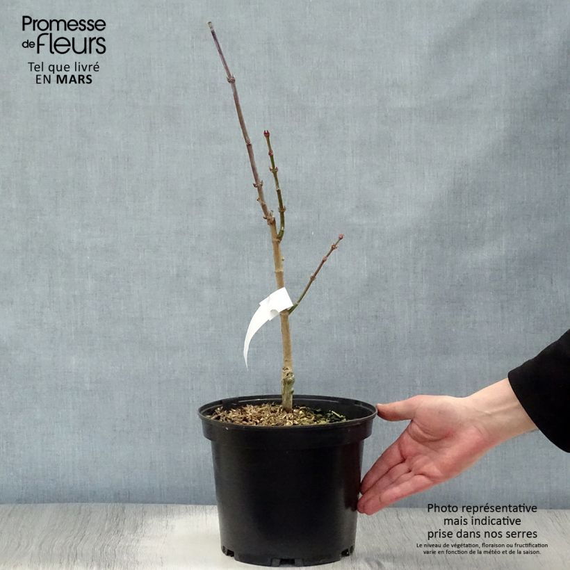 Spécimen de Érable du Japon - Acer shirasawanum Aureum tel que livré au printemps