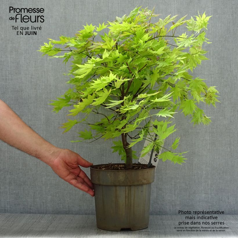 Spécimen de Érable du Japon - Acer shirasawanum Autumn Moon Pot de 6L tel que livré en été