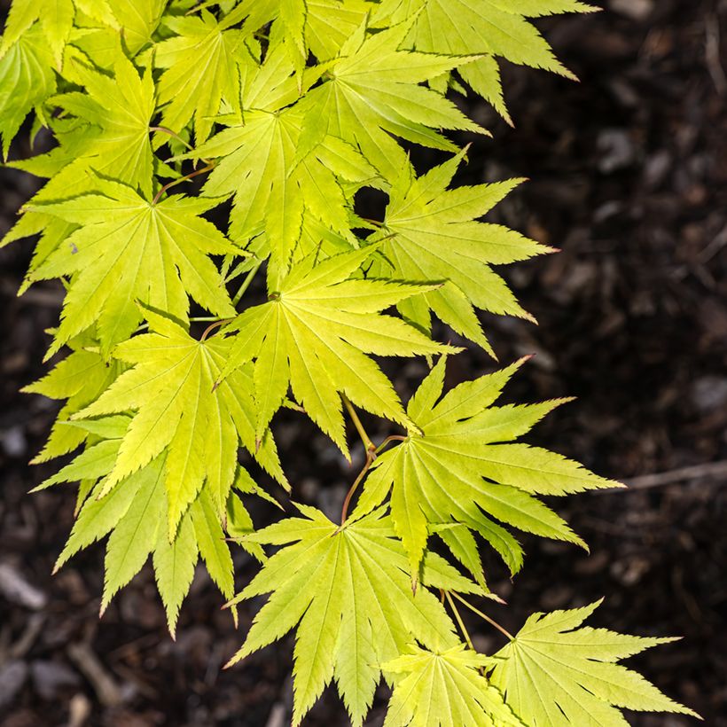 Erable du Japon - Acer shirasawanum Jordan (Feuillage)