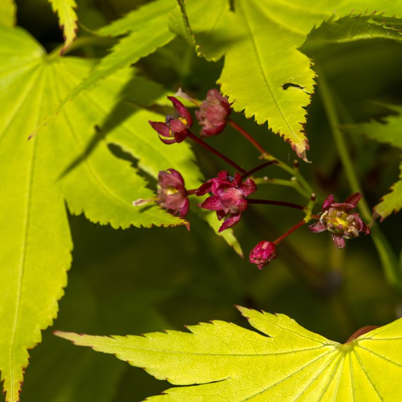Erable du Japon - Acer shirasawanum Jordan (Floraison)
