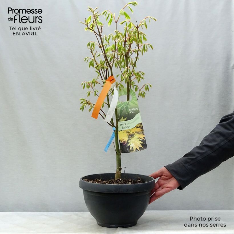 Spécimen de Erable du Japon - Acer shirasawanum Jordan en coupe de 7,5L/10L tel que livré au printemps