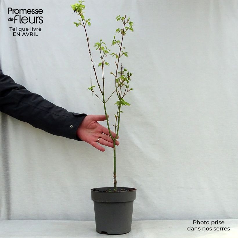 Spécimen de Erable du Japon - Acer shirasawanum Jordan tel que livré au printemps