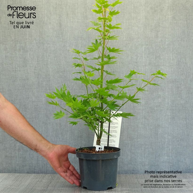 Spécimen de Erable du Japon - Acer shirasawanum Jordan Pot de 2L/3L tel que livré en été