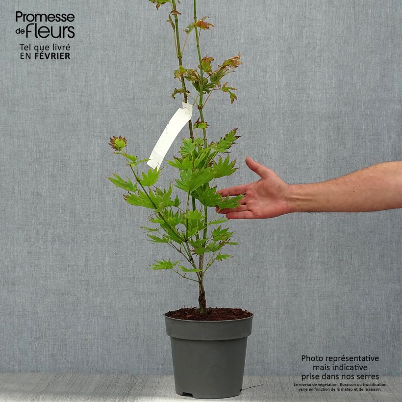 Spécimen de Erable du Japon - Acer shirasawanum Moonrise Pot de 6L/7L tel que livré en automne