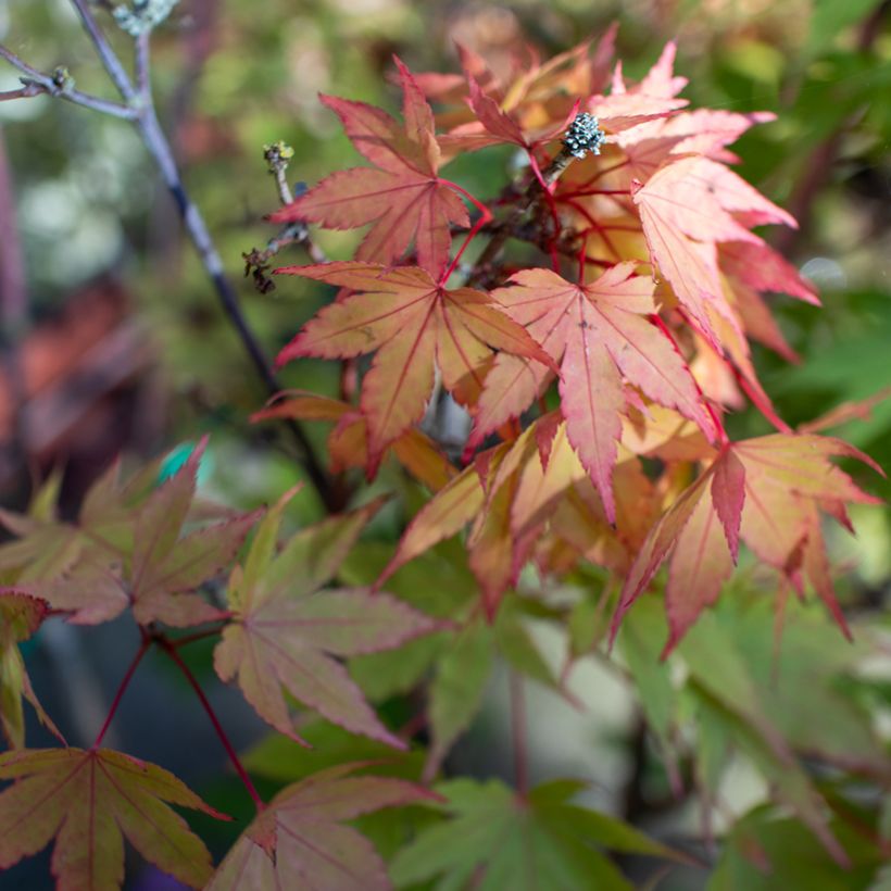 Erable du Japon - Acer shirasawanum Moonrise (Feuillage)