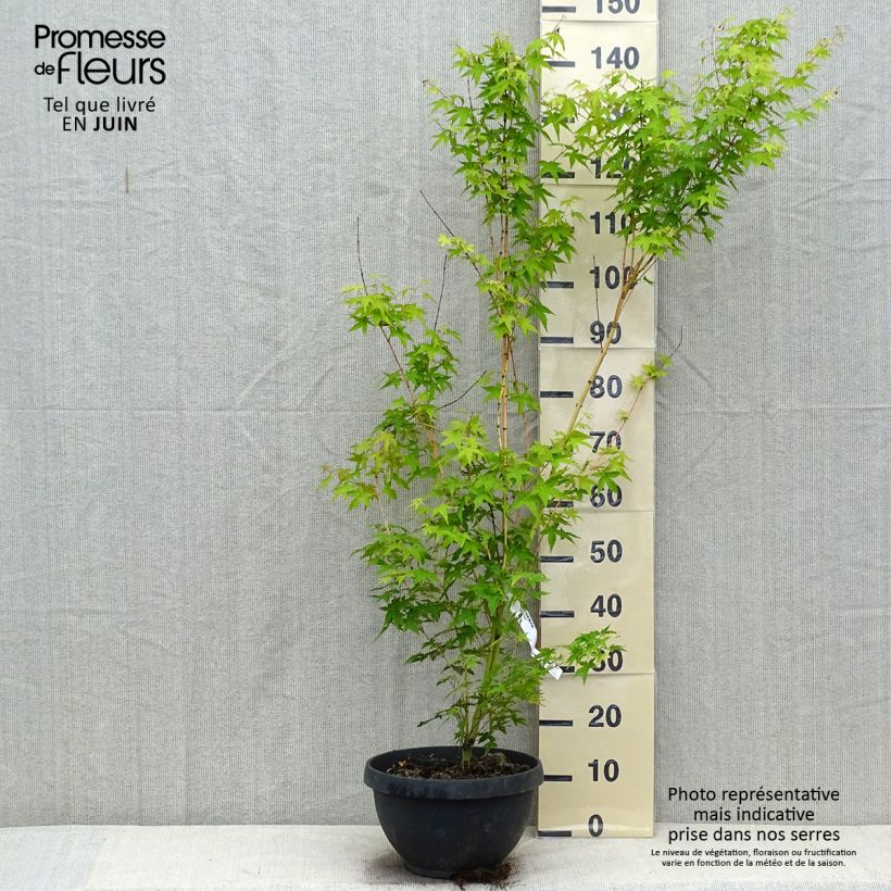Spécimen de Érable du Japon Bi Hoo - Acer palmatum Coupe 7,5L / 10L tel que livré en été