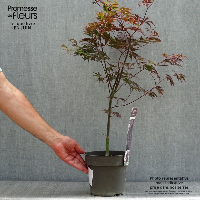 Spécimen de Érable du Japon Black Lace - Acer palmatum Pot de 2L/3L tel que livré en été