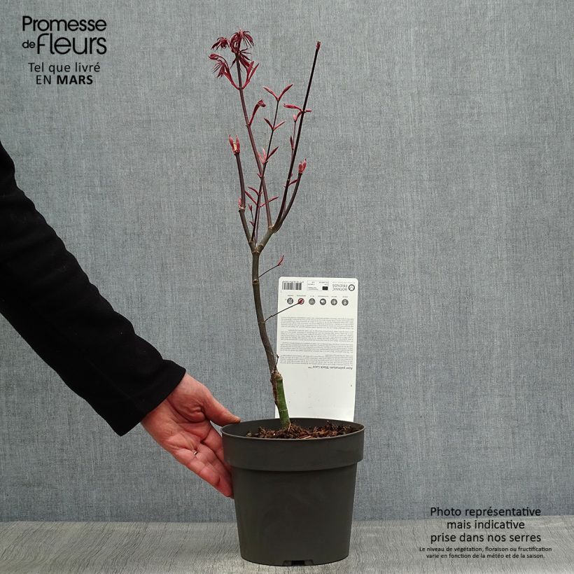Spécimen de Érable du Japon Black Lace - Acer palmatum tel que livré au printemps
