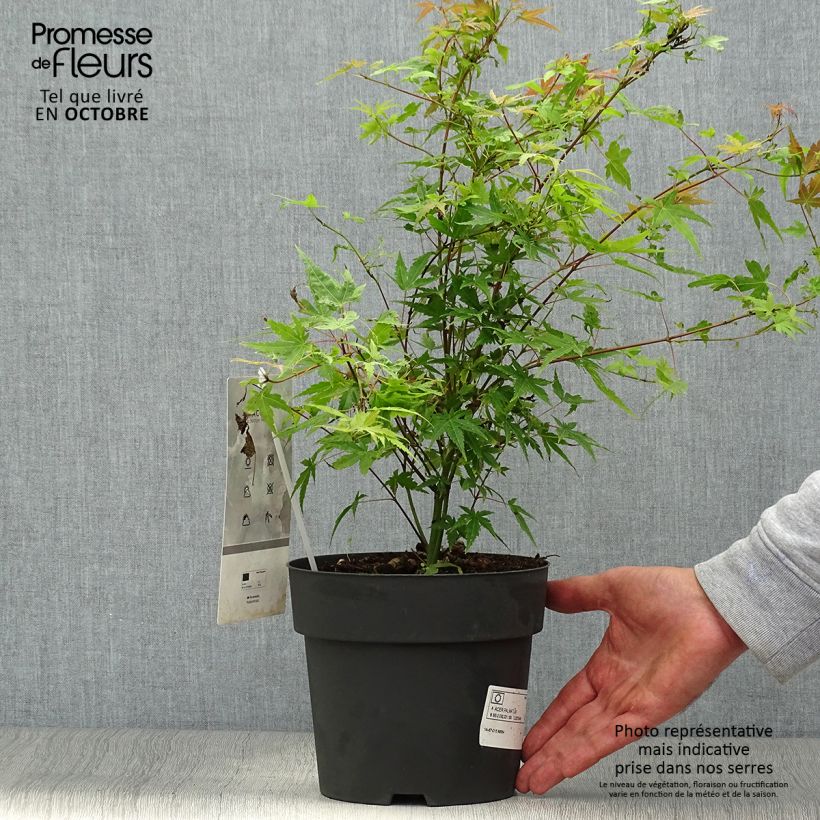 Spécimen de Érable du Japon Phoenix - Acer palmatum Pot de 2L/3L tel que livré en automne