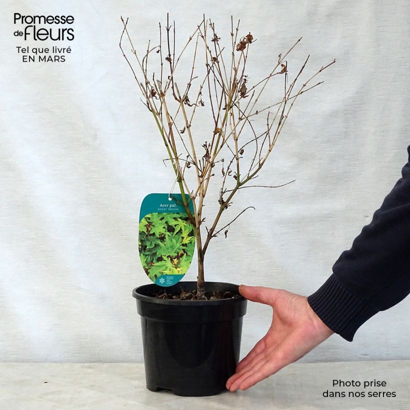 Spécimen de Erable du Japon nain - Acer palmatum Berry Broom tel que livré au printemps