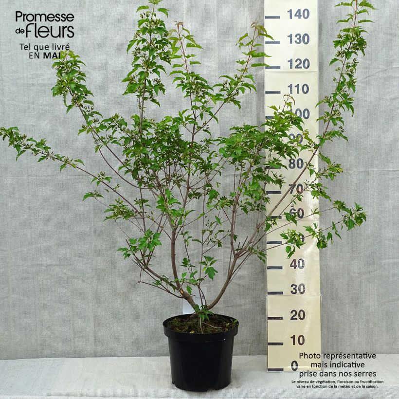 Spécimen de Erable du fleuve Amour - Acer ginnala Bailey Compact 50/60cm en pot de 10L. tel que livré au printemps