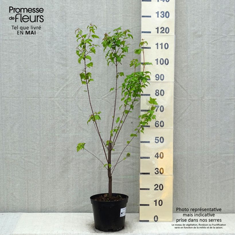 Spécimen de Érable du fleuve Amour - Acer ginnala en pot de 4L/5L tel que livré au printemps