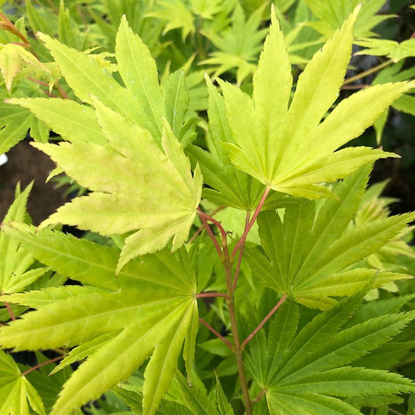 Erable du Japon - Acer palmatum Summer Gold (Feuillage)