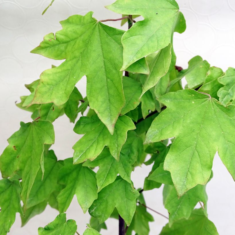 Erable hybride - Acer x orientalia Minorient (Feuillage)