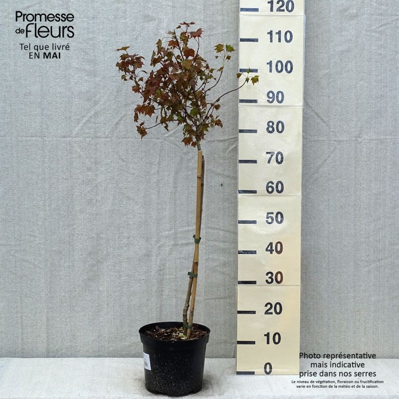 Spécimen de Erable plane - Acer Ample Surprise Pot de 4L/5L Tige tel que livré au printemps