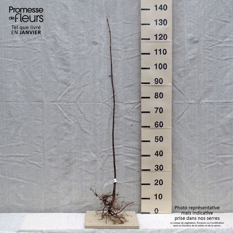 Spécimen de Érable sycomore - Acer pseudoplatanus 80/120 cm en racines nues tel que livré en hiver