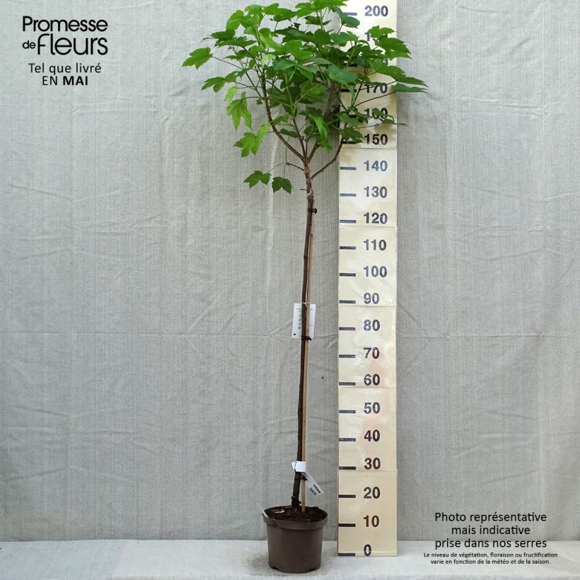 Spécimen de Erable sycomore - Acer pseudoplatanus Brilliantissimum Pot de 4L/5L tel que livré au printemps