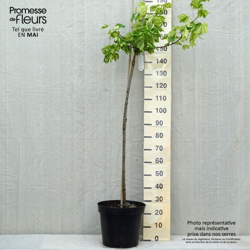 Spécimen de Érable sycomore Leopoldii - Acer pseudoplatanus Pot de 20L Tige tel que livré au printemps