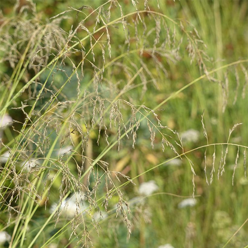 Eragrostis curvula - Herbe d'amour (Floraison)