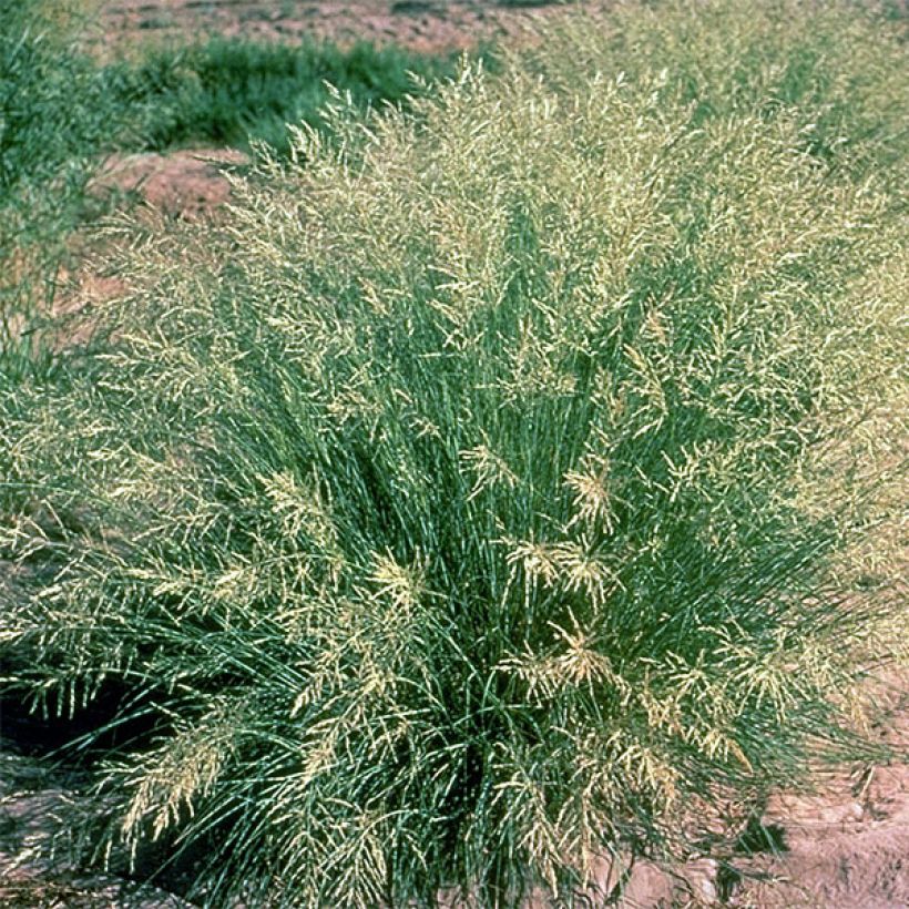 Eragrostis curvula - Herbe d'amour (Port)