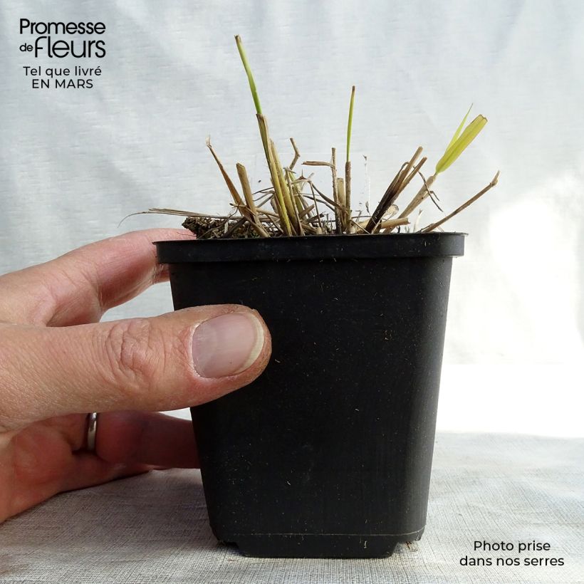 Spécimen de Eragrostis spectabilis Great Plains - Herbe d'amour tel que livré au printemps