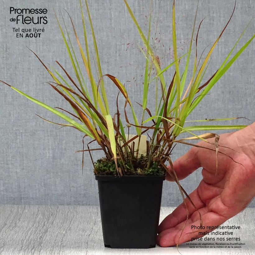 Spécimen de Eragrostis spectabilis Great Plains - Herbe d'amour Godet de 8/9 cm tel que livré en été