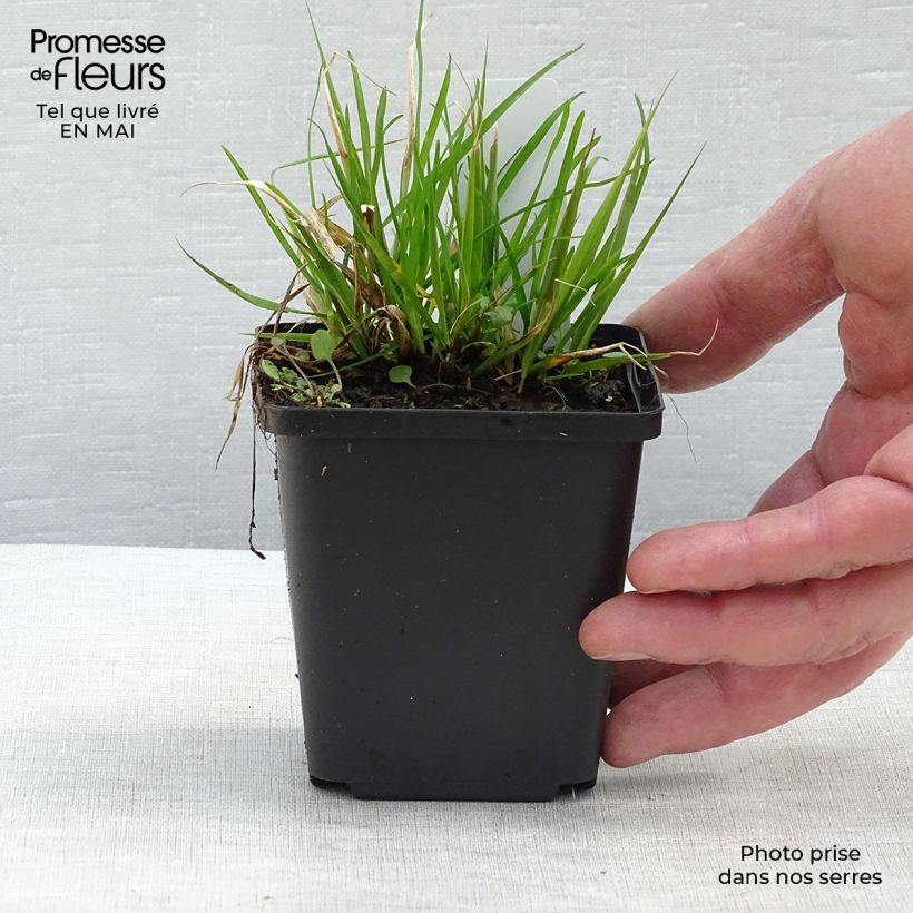 Spécimen de Eragrostis spectabilis - Herbe d'amour en godet de 9 cm tel que livré au printemps