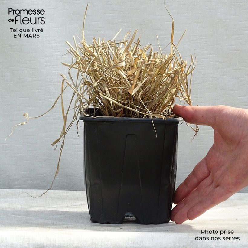 Spécimen de Eragrostis spectabilis - Herbe d'amour en pot de 1.5L/2L tel que livré au printemps