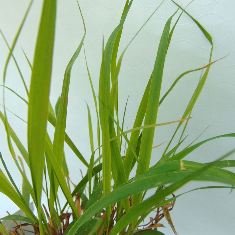 Eragrostis spectabilis - Herbe d'amour (Feuillage)